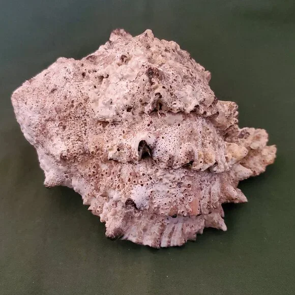 Extra Large Sandy Sea Shell with Wide Mouthed Spikey Conch Decor